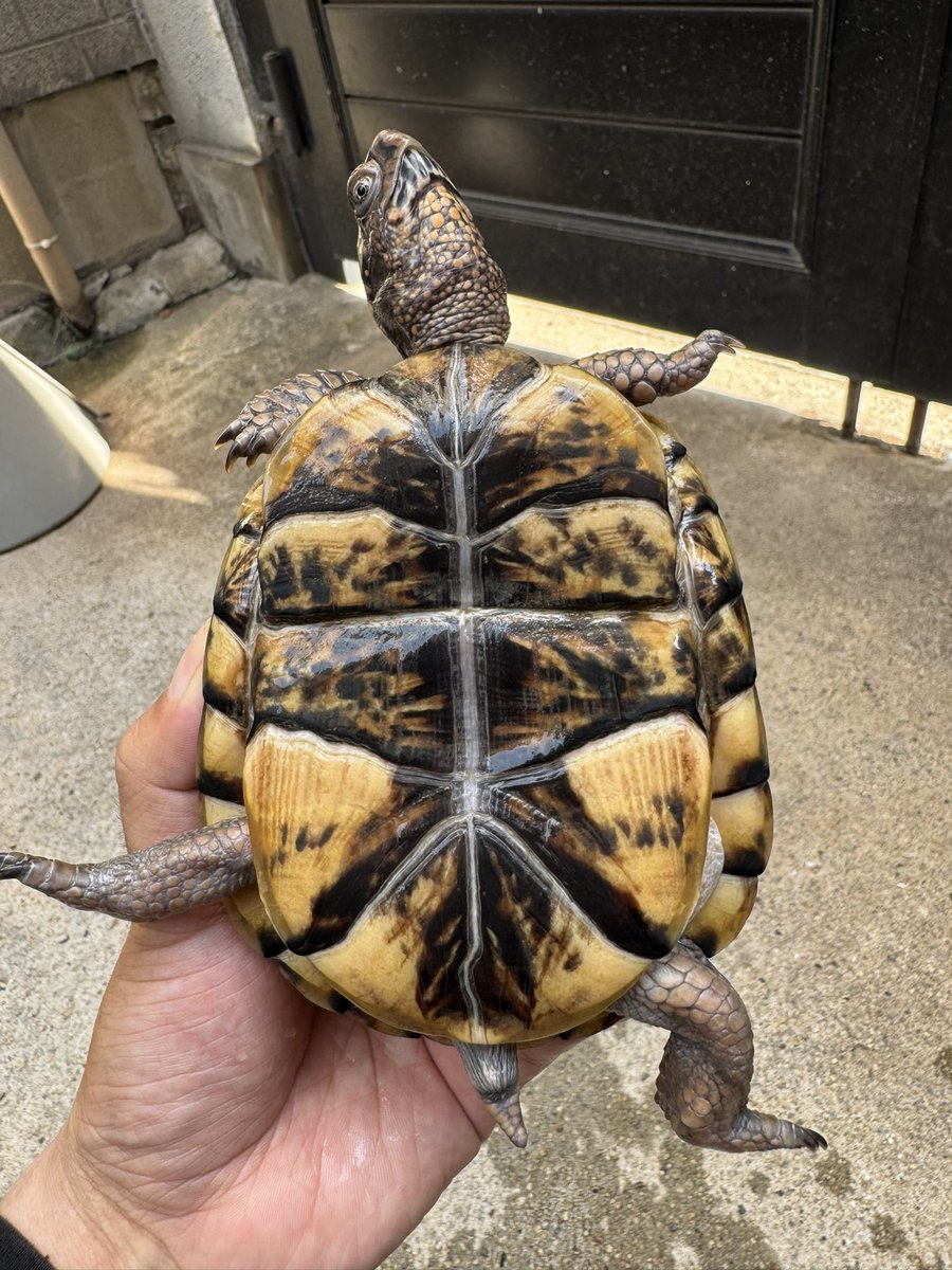 B28872130's tweet photo. トウブハコガメ①が入荷しました🐢
2024年cb♂
有名ブリーダー様のイエロー血統になります‼️フォルムも良く、今後も成長に期待できますね☺️6匹入荷しました🤤金額はDMいただけましたらご対応させていただきます🙇
#トウブハコガメ #作業所 #就労継続支援B型
#ジャパンレプタイルズショー #静レプ https://t.co/ZhEPvIDWMR