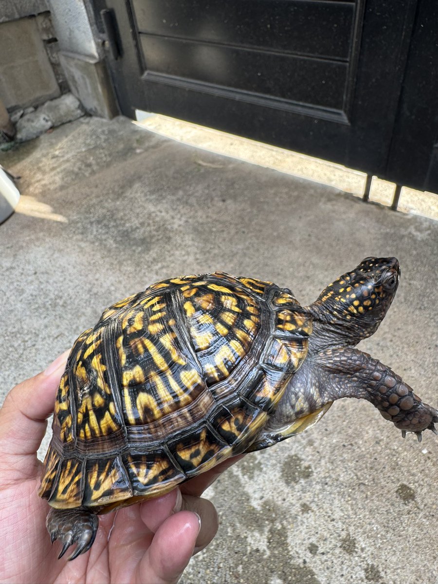 B28872130's tweet photo. トウブハコガメ①が入荷しました🐢
2024年cb♂
有名ブリーダー様のイエロー血統になります‼️フォルムも良く、今後も成長に期待できますね☺️6匹入荷しました🤤金額はDMいただけましたらご対応させていただきます🙇
#トウブハコガメ #作業所 #就労継続支援B型
#ジャパンレプタイルズショー #静レプ https://t.co/ZhEPvIDWMR