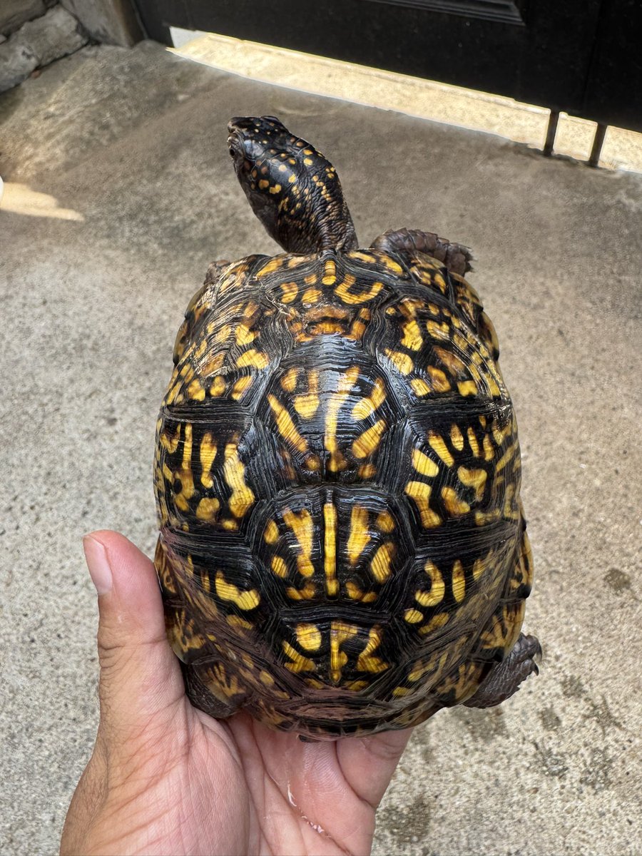 B28872130's tweet photo. トウブハコガメ①が入荷しました🐢
2024年cb♂
有名ブリーダー様のイエロー血統になります‼️フォルムも良く、今後も成長に期待できますね☺️6匹入荷しました🤤金額はDMいただけましたらご対応させていただきます🙇
#トウブハコガメ #作業所 #就労継続支援B型
#ジャパンレプタイルズショー #静レプ https://t.co/ZhEPvIDWMR
