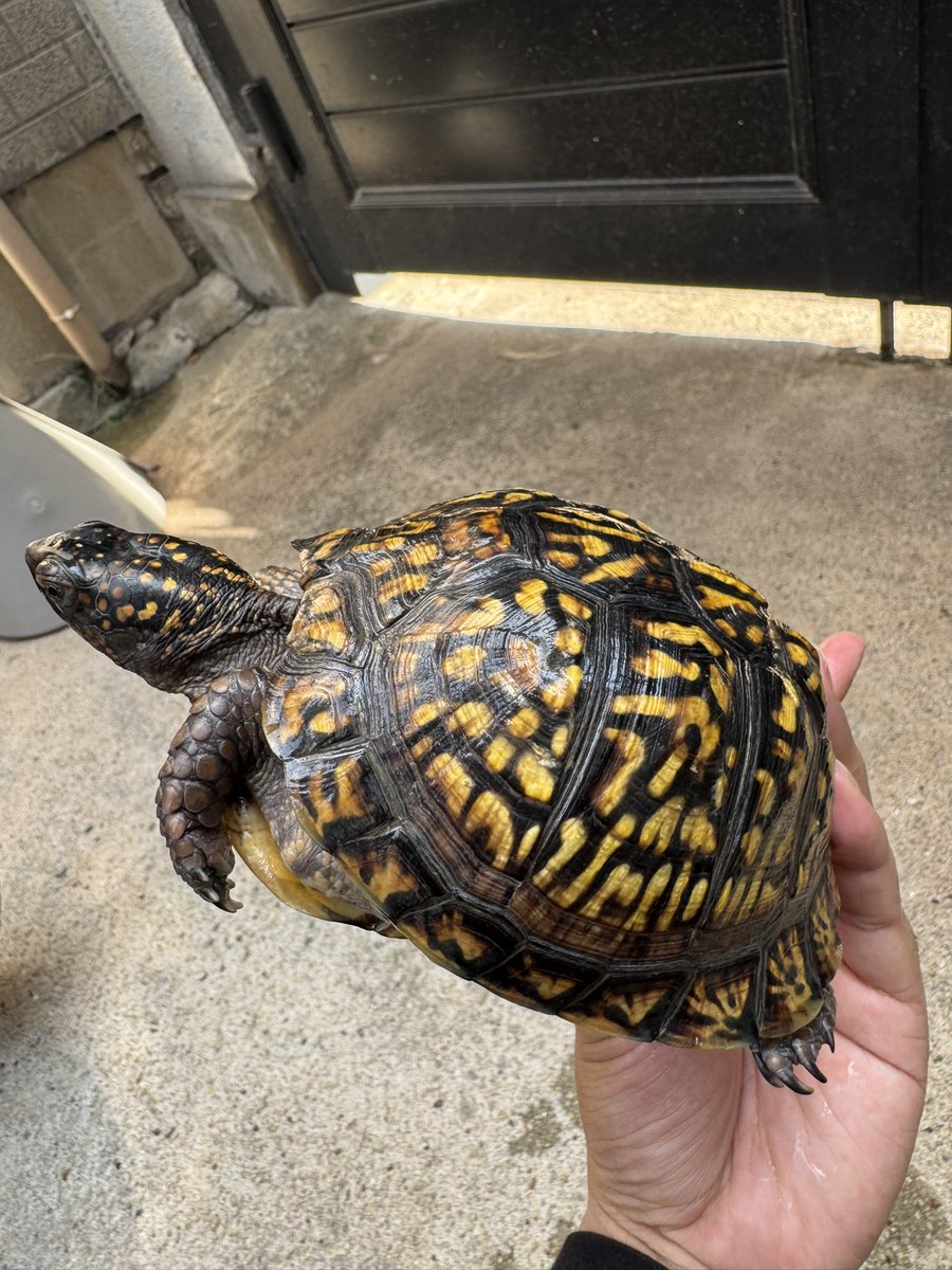 B28872130's tweet photo. トウブハコガメ①が入荷しました🐢
2024年cb♂
有名ブリーダー様のイエロー血統になります‼️フォルムも良く、今後も成長に期待できますね☺️6匹入荷しました🤤金額はDMいただけましたらご対応させていただきます🙇
#トウブハコガメ #作業所 #就労継続支援B型
#ジャパンレプタイルズショー #静レプ https://t.co/ZhEPvIDWMR