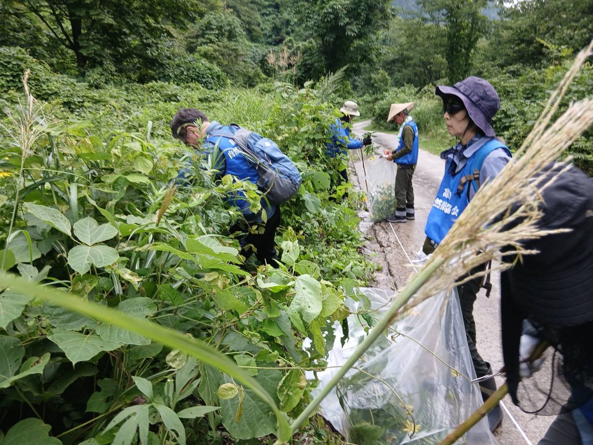 xlD0qFmrPkhnC1t's tweet photo. 本日、上市町馬場島で外来植物除去作業を行いました。種が散布間際のオオキンケイギクを除去する活動でした。協会員の皆様、暑い中お疲れ様でした。 https://t.co/qY6NlYPgRD