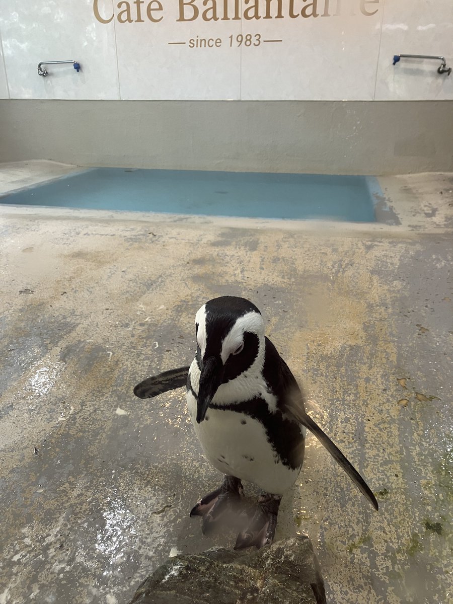 AA_RioOliver's tweet photo. 兵庫県　ペンギンカフェ https://t.co/cQoUchnyI8