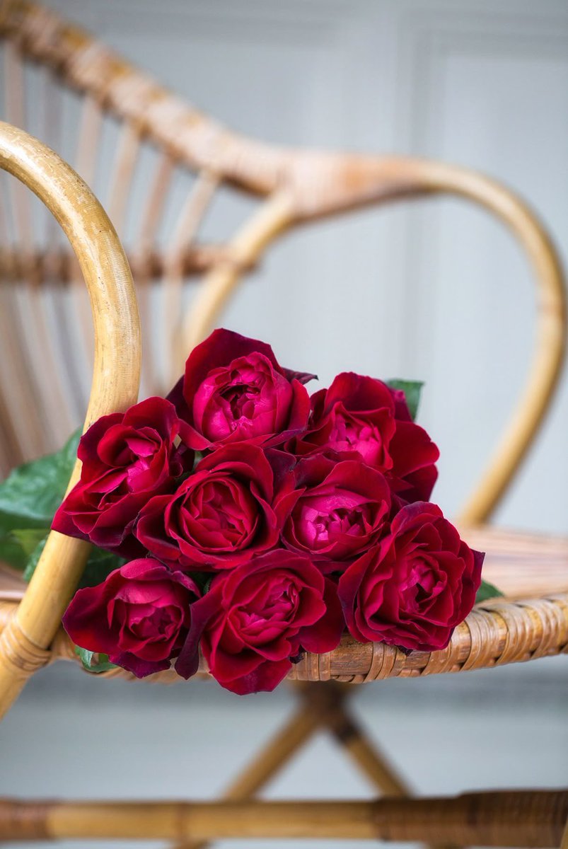4zpi_'s tweet photo. @hame7 #مساء_الــود_والـــورد 🌹 https://t.co/j3xuUZeXgO