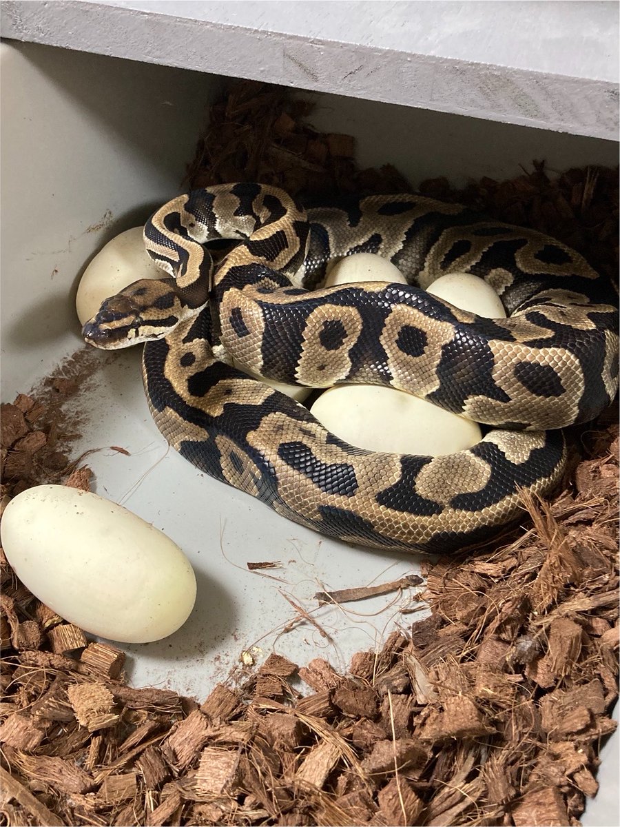 adamas_ball's tweet photo. 1.0 Pied dhet DG Clown
                ×
0.1 Leopard qhet VPI Ax DG Clown Pied

6/6 fertile eggs

オッズ次第で販売も視野に入れております。 https://t.co/DRbYbKX0Qg