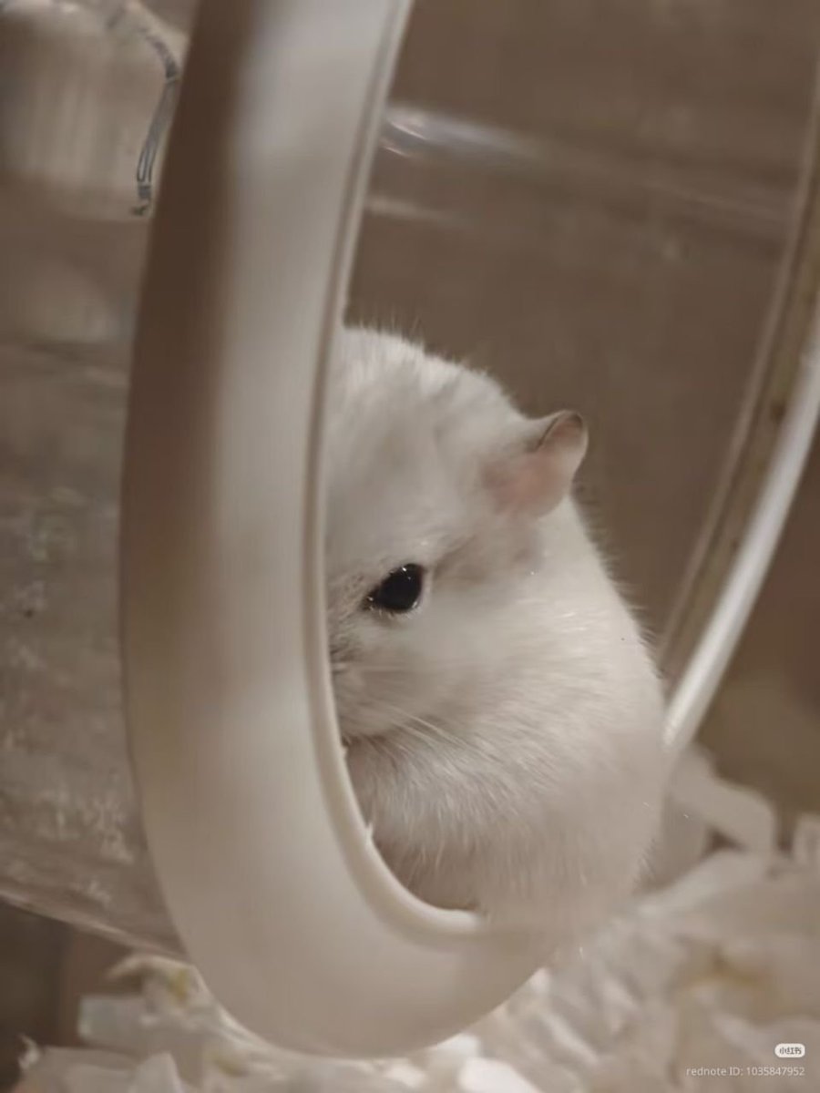 TweetsOfHamster's tweet photo. https://t.co/FOfJIxSdZA