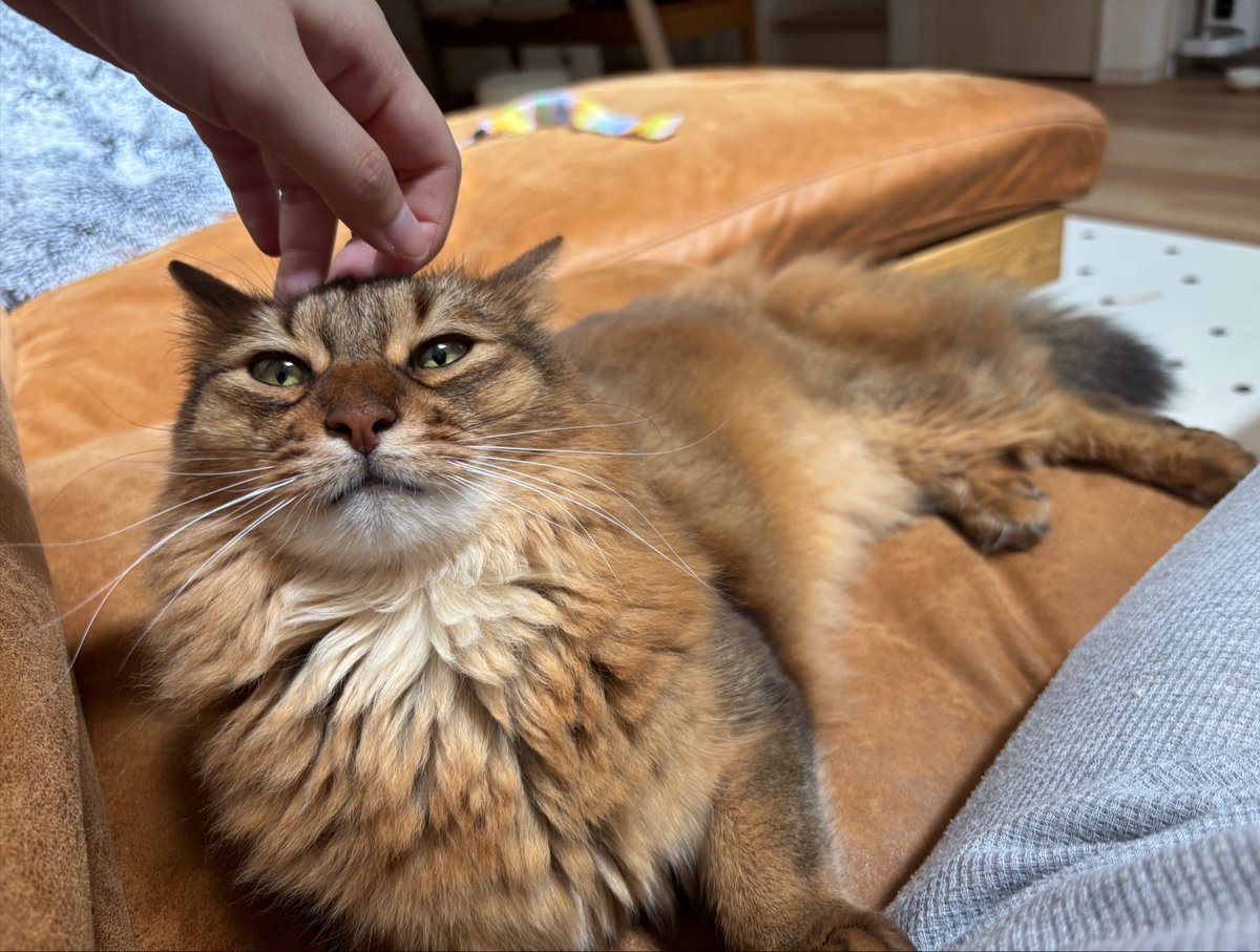 ememeanimal's tweet photo. うっとり… https://t.co/6UmEOHae7r