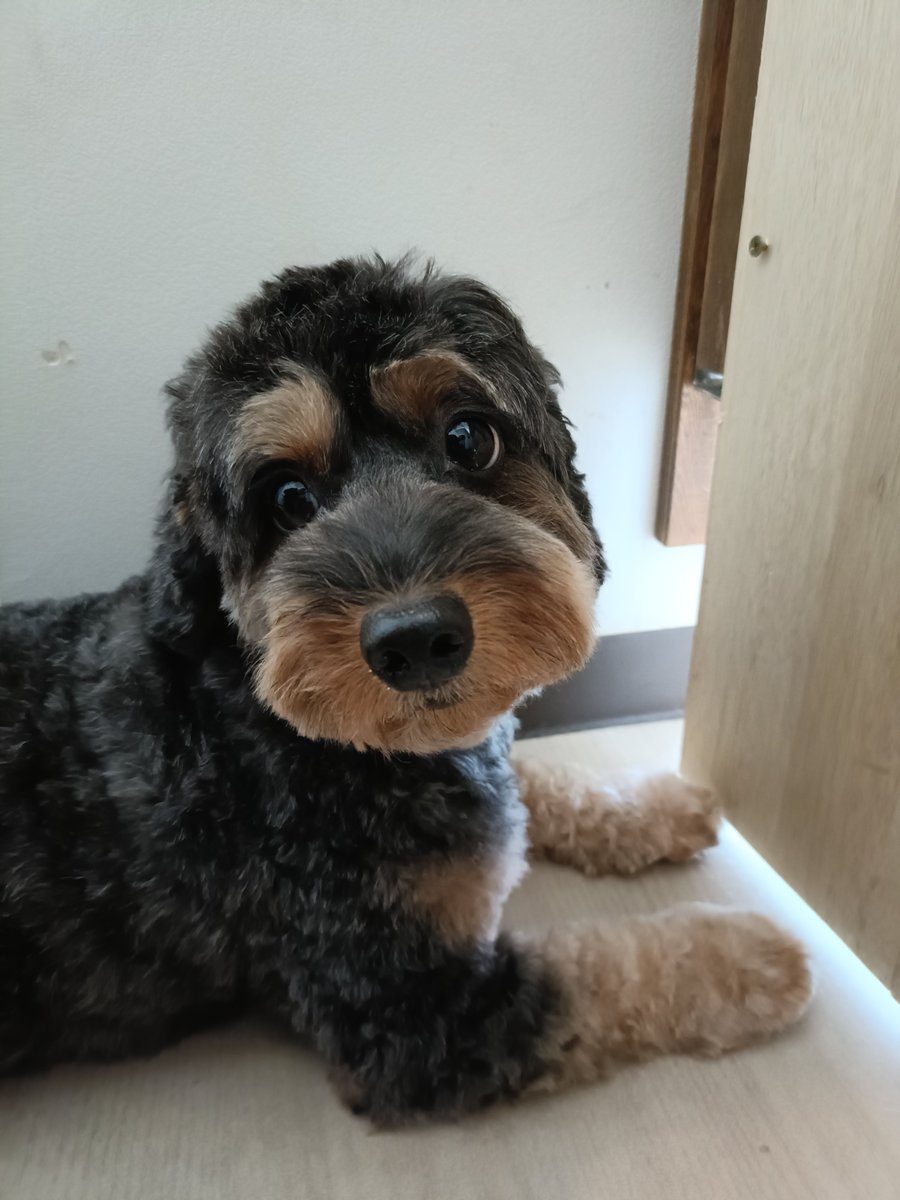 rumu_ta's tweet photo. わんちゃんの紹介🐶
mix犬のくりちゃん(^^)

良い子にがんばってくれました(*^-^*)
とっても元気です☺

またお待ちしてます('ω')ノ
＃トリミングサロン　＃mix犬　＃小田原市　＃南足柄市　＃ルムータ https://t.co/g9dDMZ5D19