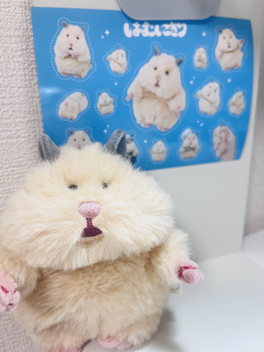 meg_m_mm's tweet photo. やっとお迎えできたけど、トリミングのセンスなくて申し訳ない気持ち…カット難しい…でもものすごくかわいくて癒される🩵

 #はむにぎり https://t.co/QNeJuhThru