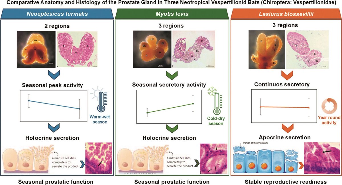 AnatRecord's tweet photo. Prostate glands in 3 Neotropical bats show strong interspecific differences. Secretion types vary (holocrine vs apocrine) &amp; seasonal activity differs, highlighting species-specific reproductive environmental adaptation
Dip et al.: 
https://t.co/9CzrS1PXRc https://t.co/Gmqb40zFvH
