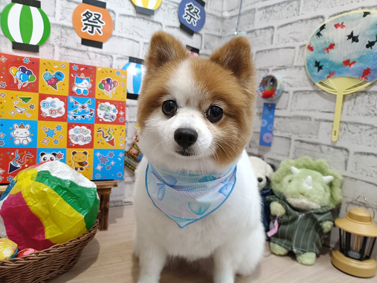 rumu_ta's tweet photo. わんちゃんの紹介🐶
ポメラニアンのメルちゃん(^^)

ブラッシングがんばってくれました！
バッサリ切ってサッパリです✂
良い子でしたよ🤗

またお待ちしてます('ω')ノ
＃トリミングサロン　＃ポメラニアン　＃小田原市　＃南足柄市　＃ルムータ https://t.co/4M1LNDir9c