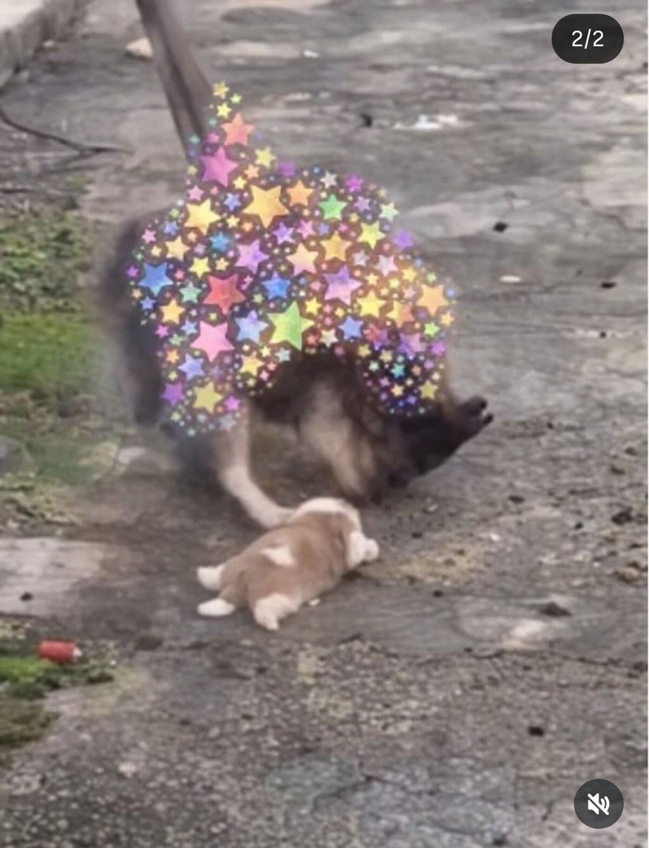 MaleficentLady's tweet photo. "China's Cat Torture Business & Network: Many Chinese people burn kittens, slam them to the ground, force firecrackers into their mouths, cut off their limbs, break bones all over their bodies, slit open their stomachs, and inflict all sorts of torture on them for a quick buck, turning them into spectacles. Many Chinese people pay money to buy videos of this. Their atrocities are becoming known to the world."

#StopCatTortureInChina #StopKittenTortureInChina
#StopCatTorture #StopKittenTorture  #AnimalProtectionLawChina #FelineGuardians 
#justiceforwangwang  #wangwang  #wantwant #旺旺  #Jieyang  #BoycottJieyang #boycottchina #Guangdong #boycottguangdong
#chinatourism #china #beijing