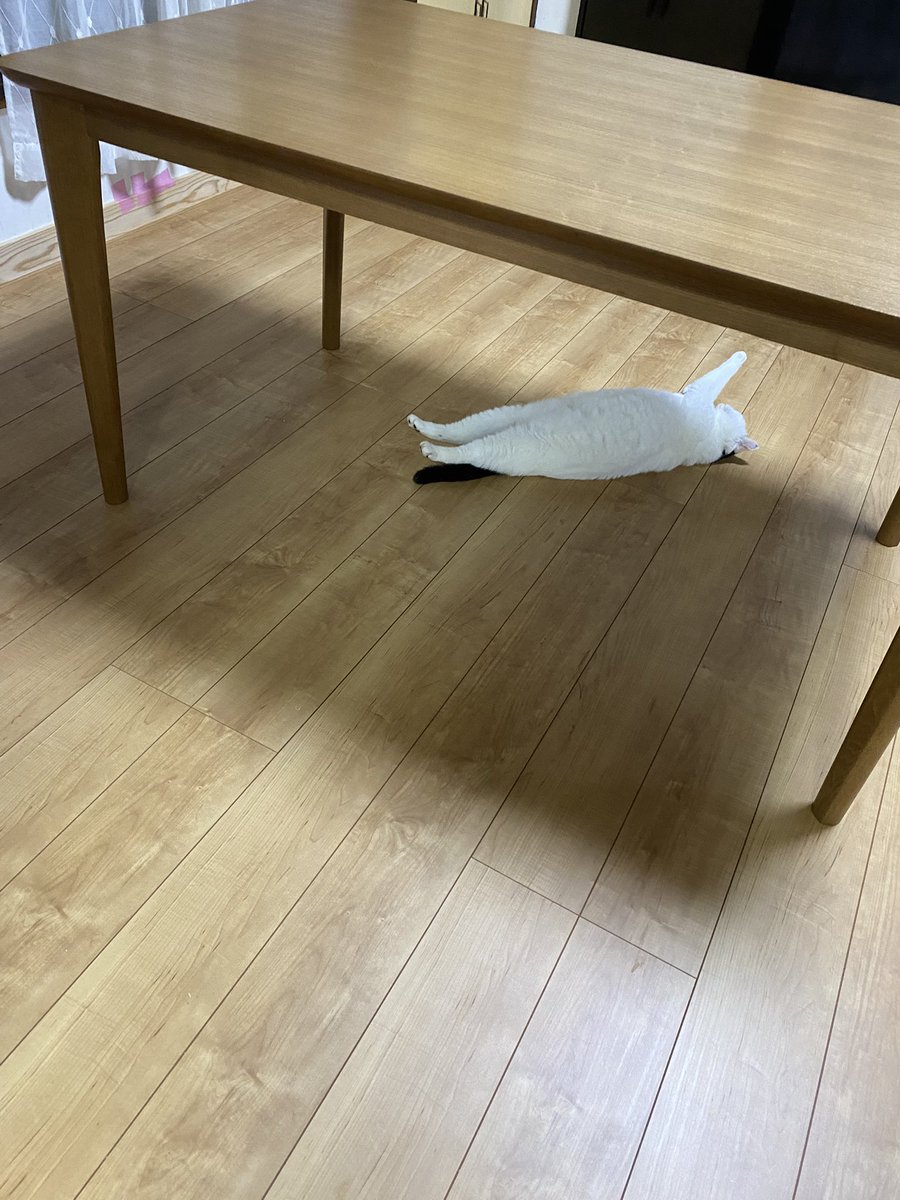 tsurukameryu's tweet photo. ？ https://t.co/pxIgIOr5no