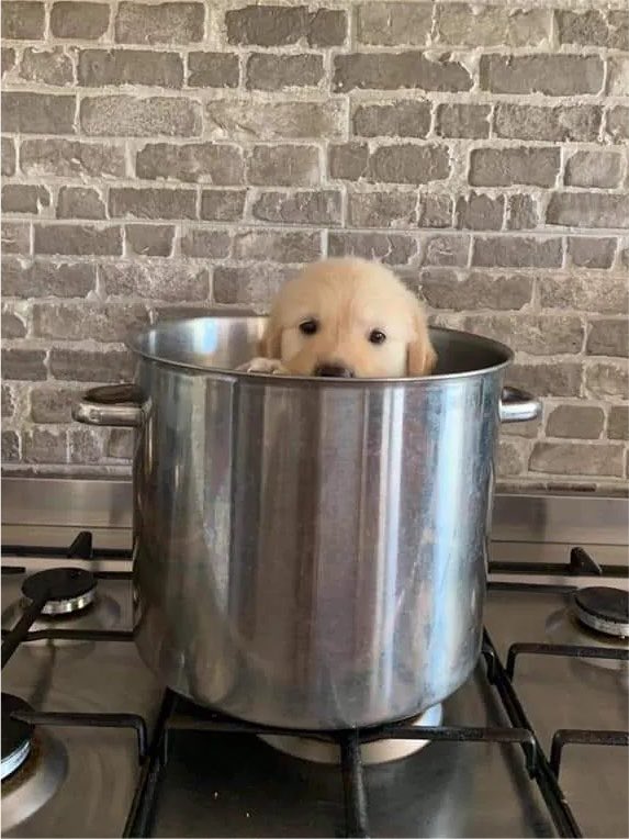 heartis_jake's tweet photo. 🐶🩷 https://t.co/CD6qaYSkH2