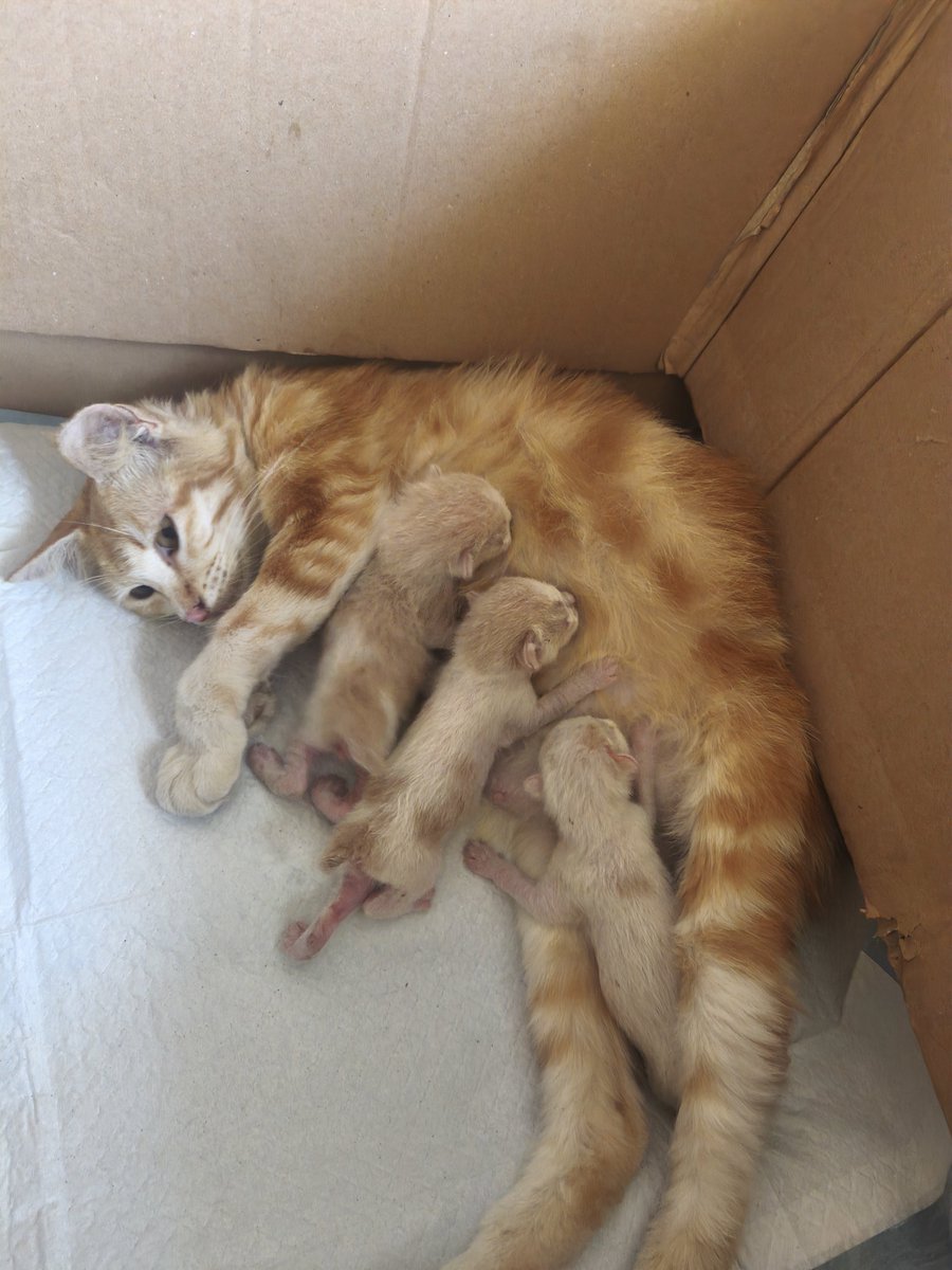 meliamaine's tweet photo. So Fry, yes, my cute precious orange cat actually was pregnant. And she gave birth last night.. https://t.co/Qnh8uaPayo