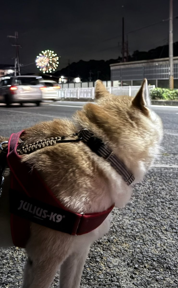 musketeers09's tweet photo. 地元の祭りで花火🎇が上がったよ🐾
分かりにくいのは、ご愛嬌で😊

 #どんどこ祭り https://t.co/VDXTMMfLCR
