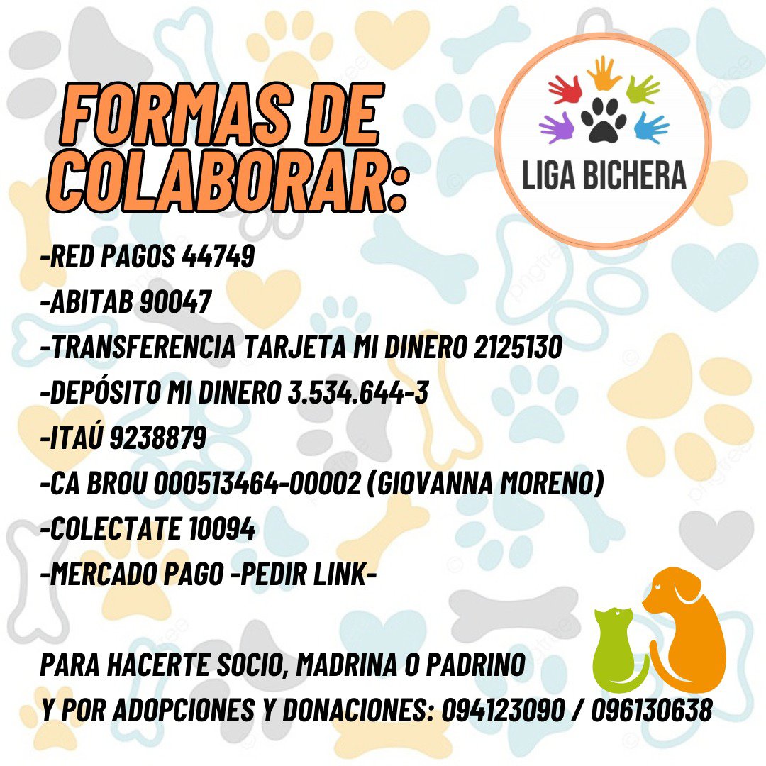 KioscoToni's tweet photo. SÁBADO DE ADOPCIONES Y COLABORACIÓN.
Para agradecer a la gurisada del María Auxiliadora por su empatía y su movida solidaria en favor de los peluditos de @apaelrefugio.
Y para contarles que ahora en Alcata Capitas comprando un mimo para sus peludos ayudan a los de @ligabichera. https://t.co/mRaKNd3lmS