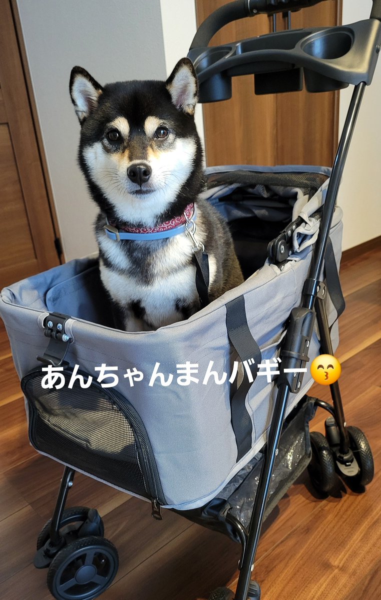 opeposan53's tweet photo. 今度、犬の夕涼み会があるから浴衣購入
バギーも手に入れたから今後イベントやカフェもちょっと楽になりそう
ネームプレートも作った💡 https://t.co/CBkEBZyvsk