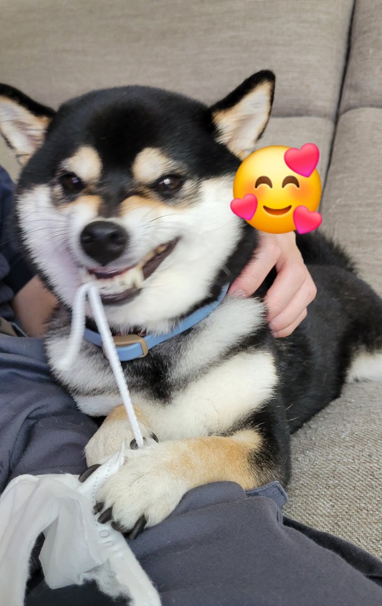 opeposan53's tweet photo. 今度、犬の夕涼み会があるから浴衣購入
バギーも手に入れたから今後イベントやカフェもちょっと楽になりそう
ネームプレートも作った💡 https://t.co/CBkEBZyvsk