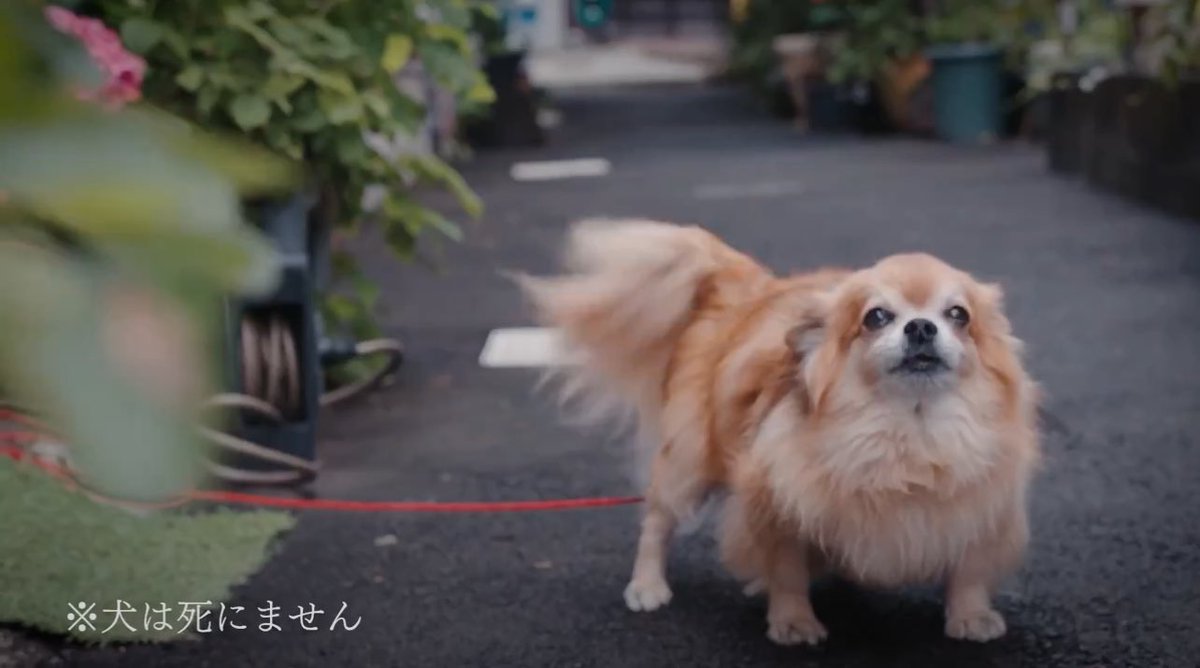 hotspringshark's tweet photo. ※犬は死にません https://t.co/bIOfobLgxy