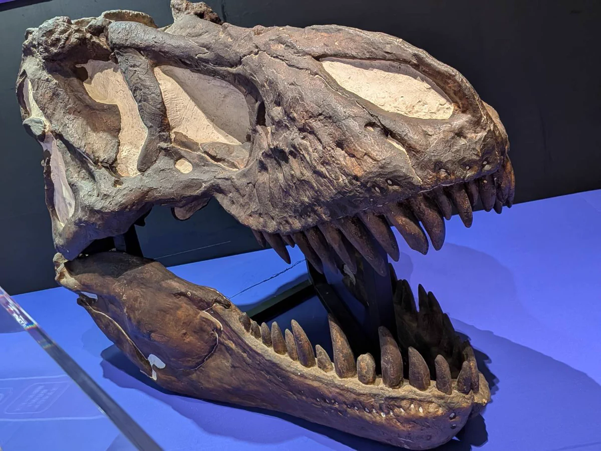 アマデウス on X: 