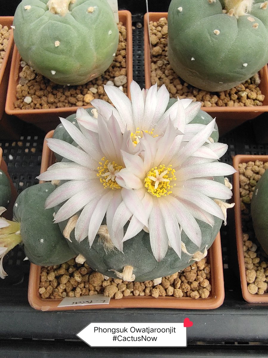 manow224's tweet photo. เดือนใหม่ก็มีดอกไม้ใหม่ 😍
#Cactus #CactusNow #Lophophora https://t.co/3gQtw79xc8