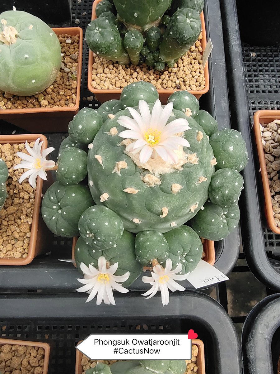 manow224's tweet photo. เดือนใหม่ก็มีดอกไม้ใหม่ 😍
#Cactus #CactusNow #Lophophora https://t.co/3gQtw79xc8