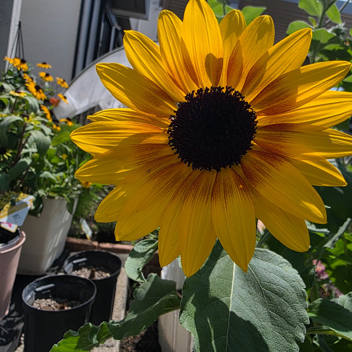 3CATSFLOWERS's tweet photo. 現在のひまわり🌻

サンビリーバブル…だねえ笑
水やりしても、液肥をあげても、頂点付近はうなだれちゃう🤭

３枚目📷ズレ咲き🌼

それにしても、ルドベキアがフレームインするからひまわりが映えないな🤔
来年は大輪系を育ててみよう！

#ひまわり https://t.co/5BMhDIUWN1