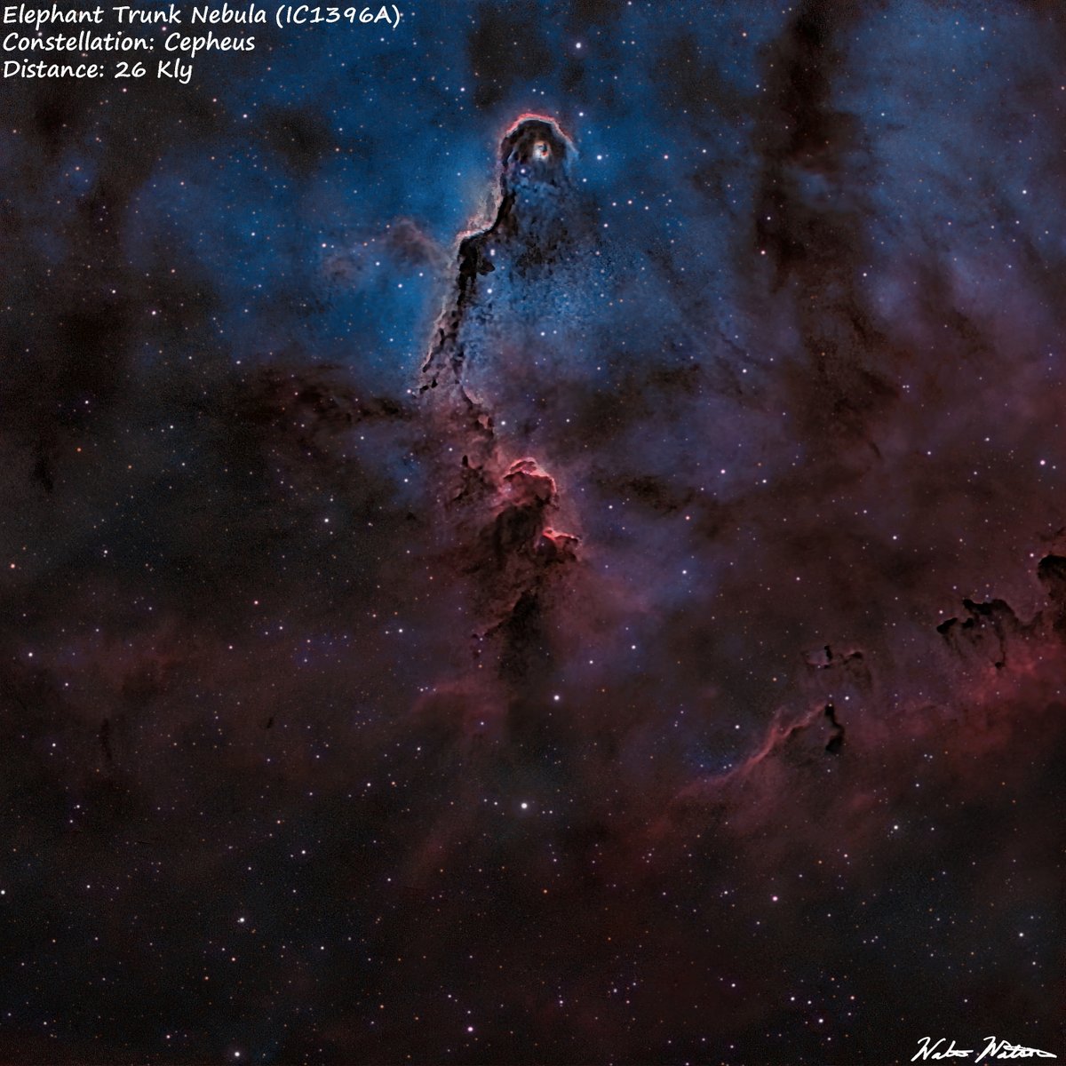 waltwatsonastro's tweet photo. The Elephant Trunk Nebula (IC1396A) in Cepheus is a dense column of gas about 30 light years long sculpted by UV radiation and stellar winds. In this photo ionized Hydrogen are reds and Oxygen are blues.  (Per Wiki)

Exp: 5 hrs, Taken 07/23/26

#astronomy #astrophotography https://t.co/Gdu2U2Vu1u