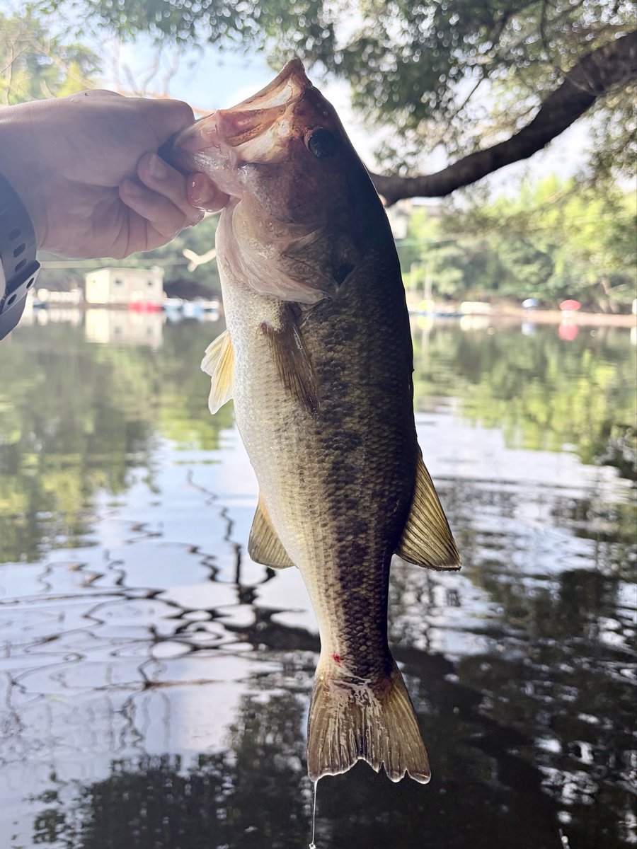otasobass's tweet photo. 三島湖へ🐟
25〜38cmを9本！
午後に風が吹いてからは、本湖岩盤のスナックジグ＋バルビュータがハマって連発👌
40アップが出なかったのは残念だけど、チビーブル、ドラビキャロでも追加できて楽しめました☺️
相変わらず三島湖のバスはバルビュータが大好きみたいで、いつもほぼ丸呑み！ https://t.co/73iF8XA5J0