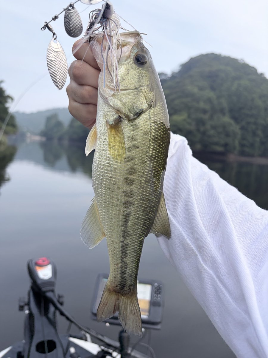 otasobass's tweet photo. 三島湖へ🐟
25〜38cmを9本！
午後に風が吹いてからは、本湖岩盤のスナックジグ＋バルビュータがハマって連発👌
40アップが出なかったのは残念だけど、チビーブル、ドラビキャロでも追加できて楽しめました☺️
相変わらず三島湖のバスはバルビュータが大好きみたいで、いつもほぼ丸呑み！ https://t.co/73iF8XA5J0