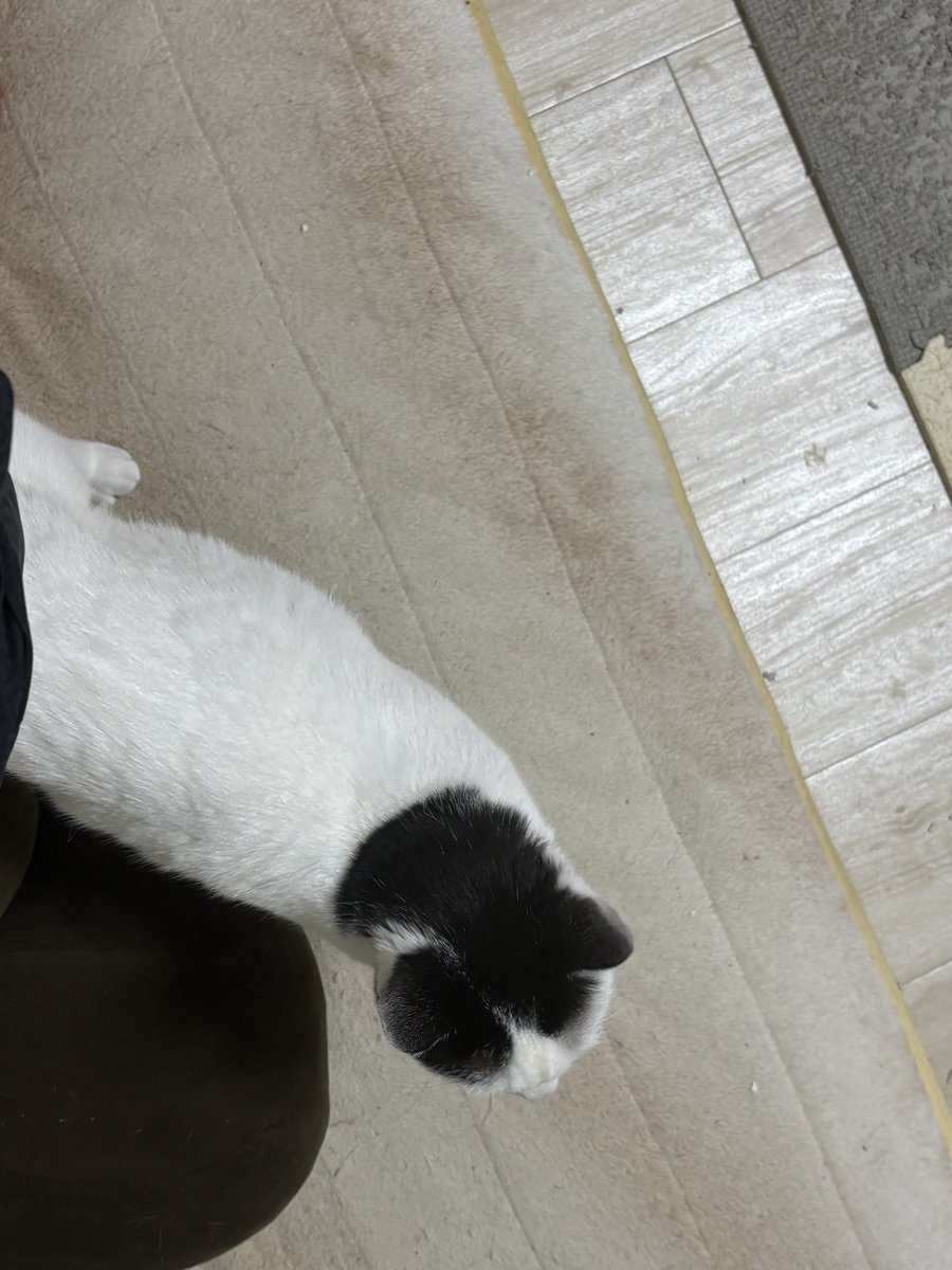 Geo_NS_'s tweet photo. 今日のマル
水郷祭の花火でそわそわ
#猫　#猫のいる暮らし https://t.co/P1azI8JUwl