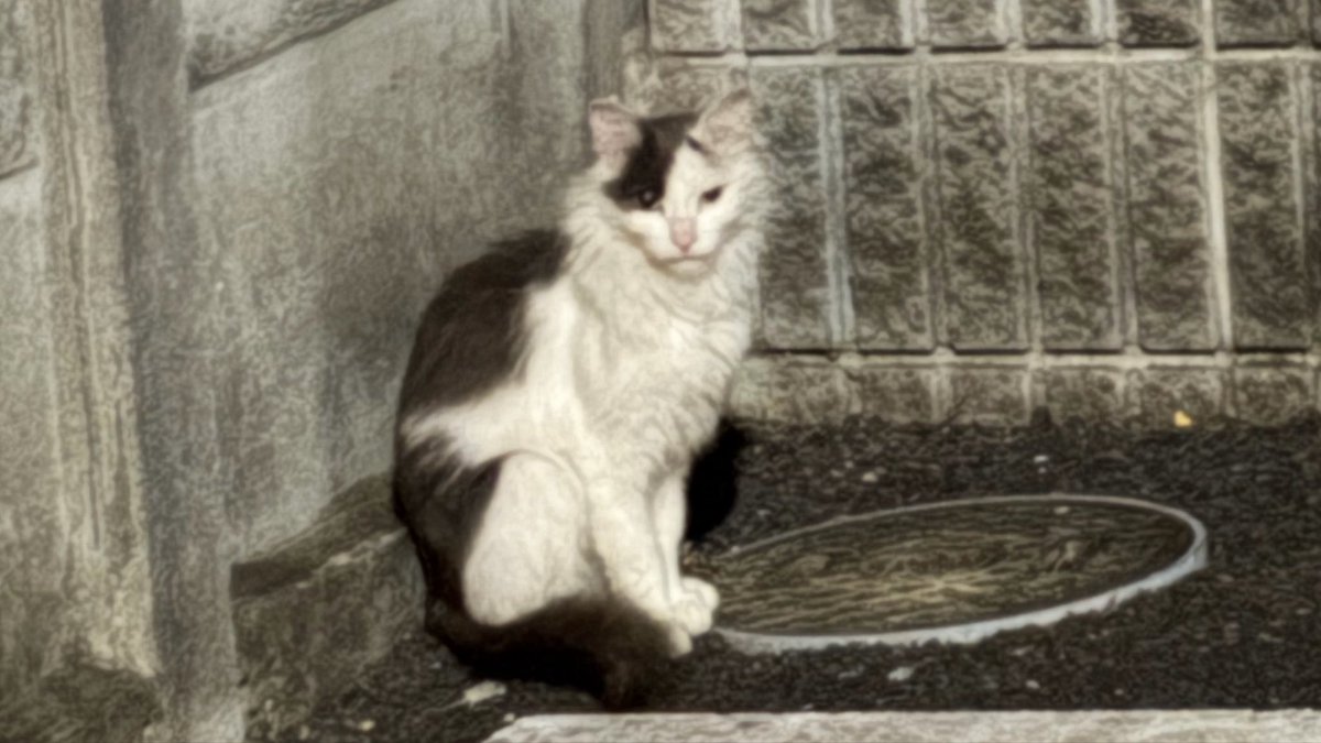 leptin777's tweet photo. 今住んでるとこ野良猫めっちゃおる🐈
いつか迷い猫ちゃんにも会いたいね〜 https://t.co/4VNAedfjyv