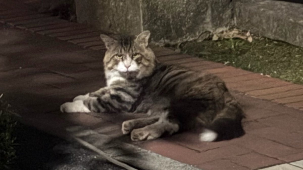leptin777's tweet photo. 今住んでるとこ野良猫めっちゃおる🐈
いつか迷い猫ちゃんにも会いたいね〜 https://t.co/4VNAedfjyv