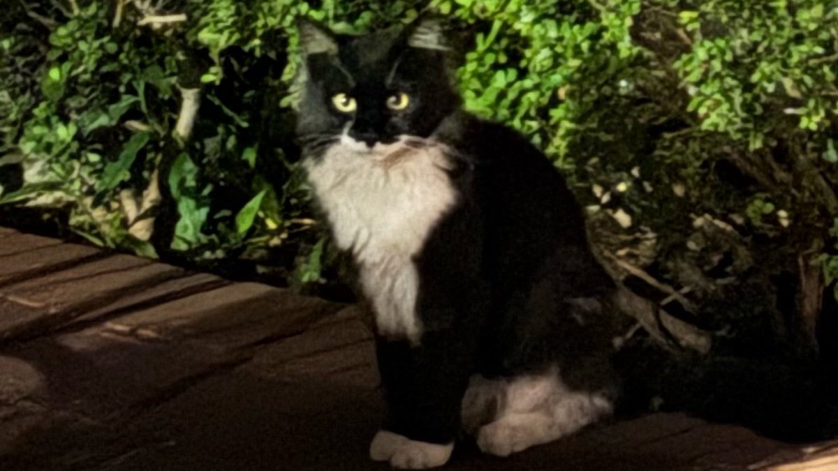 leptin777's tweet photo. 今住んでるとこ野良猫めっちゃおる🐈
いつか迷い猫ちゃんにも会いたいね〜 https://t.co/4VNAedfjyv