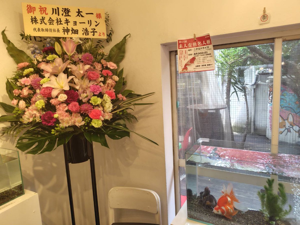 shiroutokingyo's tweet photo. 原宿の「デザインフェスタギャラリー」にて開催中の「川澄太一の金魚展」にて名人戦のポスターを掲示していただいています。
オシャレの街・原宿にて、沢山の水槽を並べて金魚を楽しめる場となっております。
竹下通りも近いので、お買い物ついでにいかがでしょうか！ https://t.co/xzbXXNVXqw