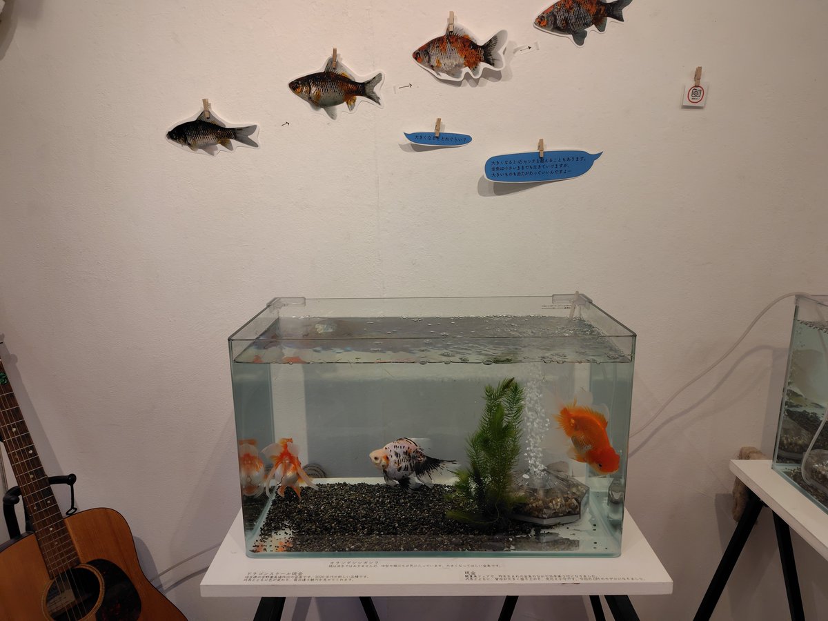 shiroutokingyo's tweet photo. 原宿の「デザインフェスタギャラリー」にて開催中の「川澄太一の金魚展」にて名人戦のポスターを掲示していただいています。
オシャレの街・原宿にて、沢山の水槽を並べて金魚を楽しめる場となっております。
竹下通りも近いので、お買い物ついでにいかがでしょうか！ https://t.co/xzbXXNVXqw