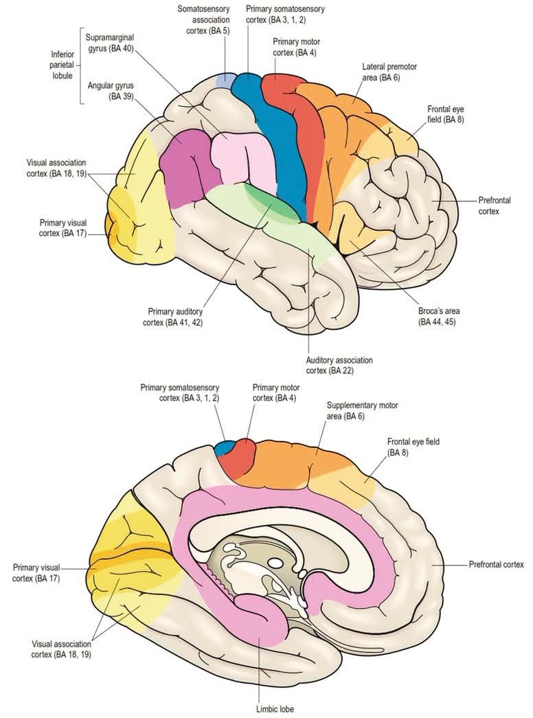 RebolledaGil's tweet photo. La neuroplasticidad significa que tu cerebro se reorganiza físicamente a sí mismo a lo largo de toda la vida, y no solo durante la infancia, como se creía antiguamente.Esto se produce gracias a dos factores: los cambios estructurales (un crecimiento real del tejido cerebral; 👇 https://t.co/rZT6CyA2C7