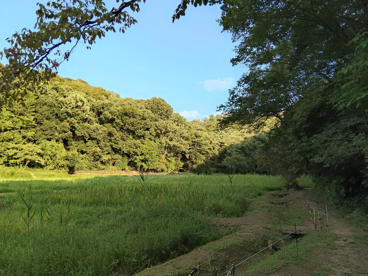 Michael_Child's tweet photo. きょうはおはなし会だった、クワガタの紙芝居をよんだ、この会場は山のそばなので、ついでに山を歩いてきた、キノコを少し、トカゲを3回、トンボを3種、それにヒグラシを目撃した、鳴き声は聞いていても姿を見るのははじめて���と思う、夏が来てしまった、相当センチメンタルになっている https://t.co/9zPWsulKjo