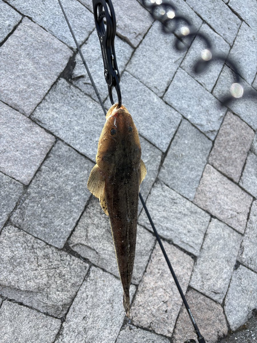DT0cv's tweet photo. マゴチが釣れたんで初めての刺身に...見た目マジできちゃないけど味、食感はサイコーでした✨️ https://t.co/B9g9NC1vVV