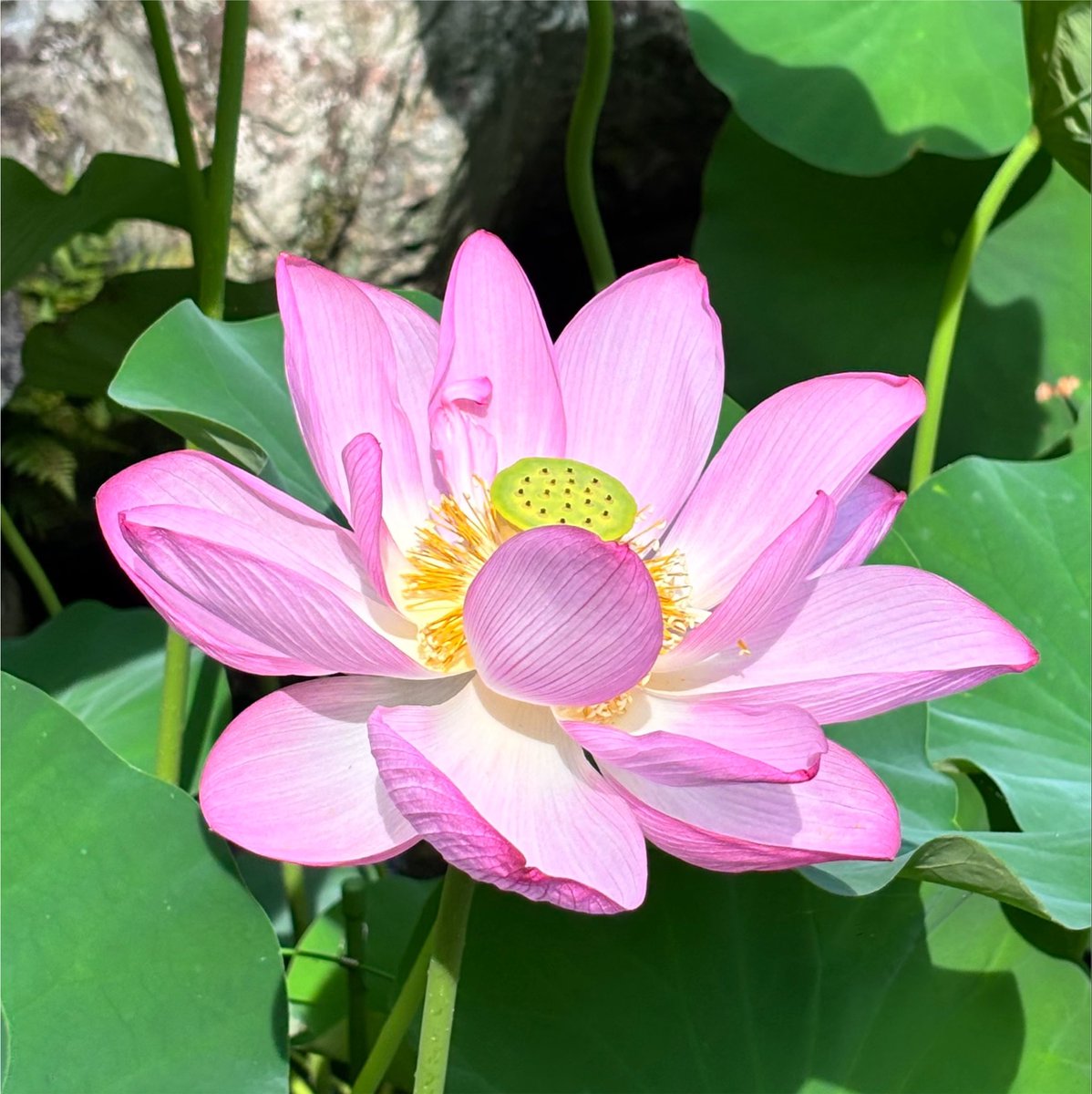 Hatarakilady's tweet photo. 今日は蓮の花を見たのですが、↑②がチラついて仕方がなかったです
万世極◯教は蓮の花
それが♾️城になると、睡蓮になってましたね
何か意味があるのでしょうね🪷 https://t.co/glKpFZpMXO