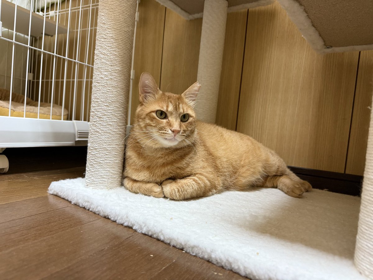mark414love516's tweet photo. 実家の猫が7/18に脱走してしまいました。

昨年末に保護したばかりの子で、
かなり警戒心が強く、人馴れもしていません。

些細な事でもご連絡ください。

おそらく2.3歳
男の子で去勢済み、左耳カット

#猫
#迷子猫
#茶トラ　
#愛知県春日井市春見町 https://t.co/FTnwAGRv7r