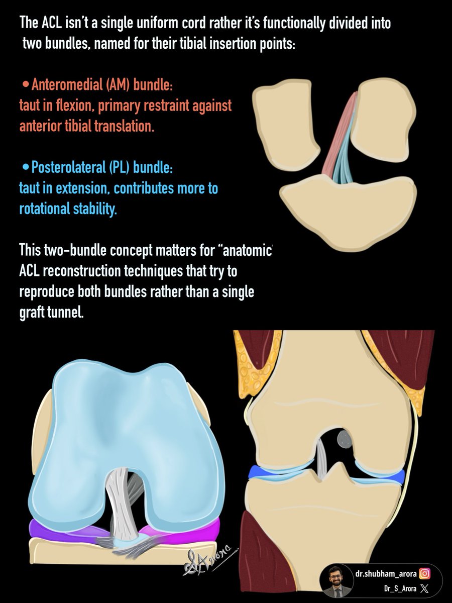 Dr_S_Arora's tweet photo. Starting new series on Knee anatomy and pathology based on our website: 

https://t.co/AhPywiWTmt https://t.co/OlwHPEdvwq