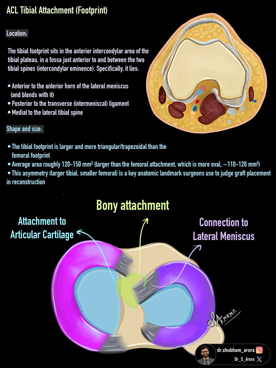 Dr_S_Arora's tweet photo. Starting new series on Knee anatomy and pathology based on our website: 

https://t.co/AhPywiWTmt https://t.co/OlwHPEdvwq