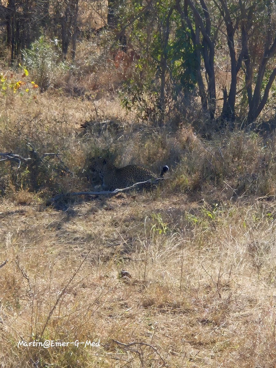 EMER_G_MED's tweet photo. 🦁 Today's the day — the Skukuza Half Marathon kicks off inside Kruger National Park! 2,000 runners, Big Five country, a lion's roar at the starting line. One of the most unique races on the calendar. 🏃‍♂️🐘. Spot the spectator.  #SkukuzaHalfMarathon #WhenSecondsCount https://t.co/UcJkQymTiY