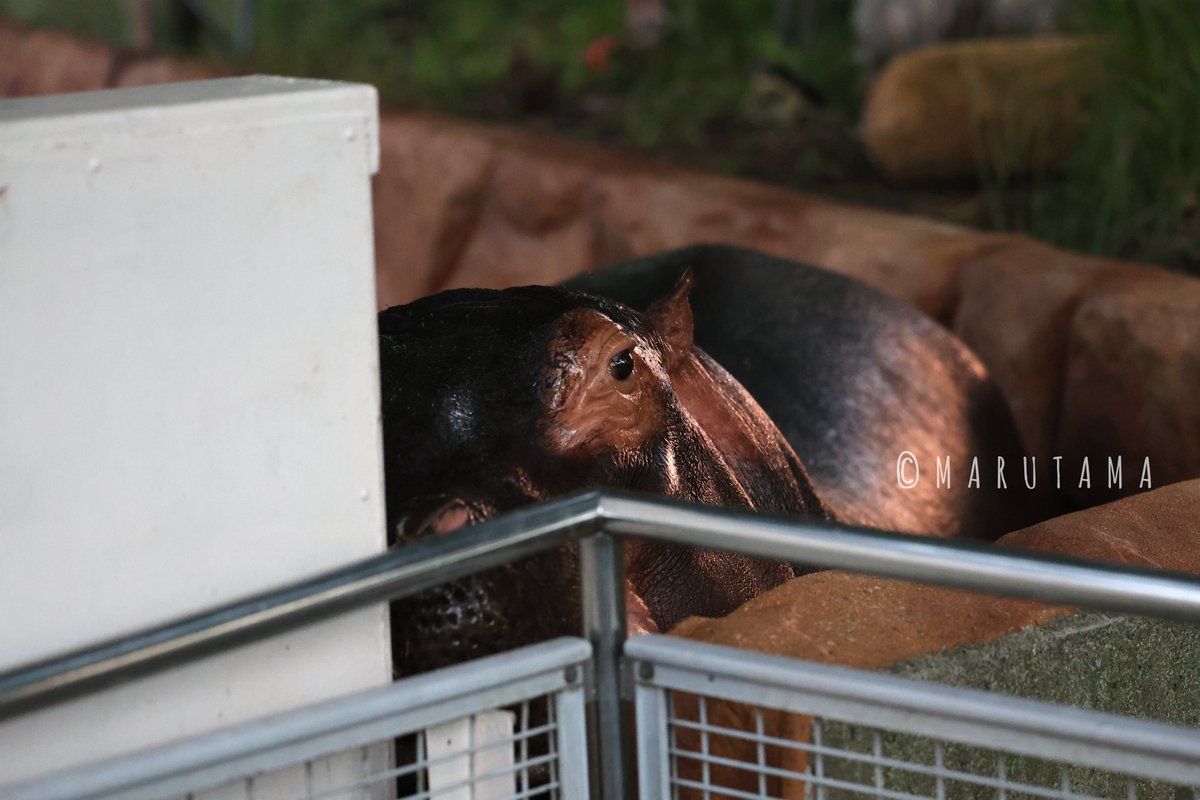 teichan2014's tweet photo. 明日もナイトZOOです。
2026.8.1
#東武動物公園　#まんぷく　#カバ https://t.co/bJxscLBIx7