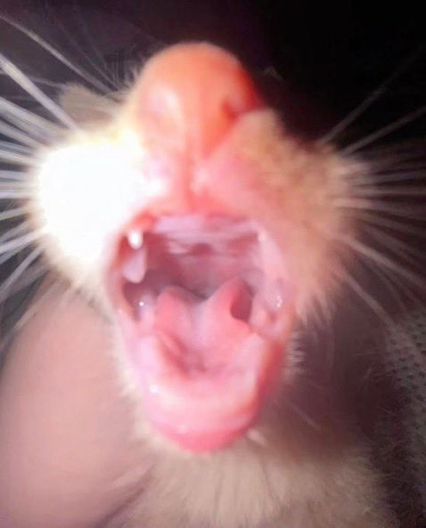 catsbeiingcats's tweet photo. deep sea creature https://t.co/R8SSMMUFxX