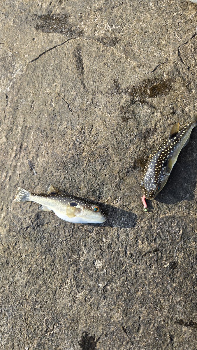 OctopusStep's tweet photo. 本日は地元の海辺で釣り。
初めてハイブリットクロス使ったけどすごい集魚力！
1投投げると必ずクサフグが釣れました！クサフグのみのエリアなのか、クサフグが特に好きな臭いなのかわかりませんが全投すぐにかかるのはとにかくすごい！ https://t.co/ZZtwYvc2Cc