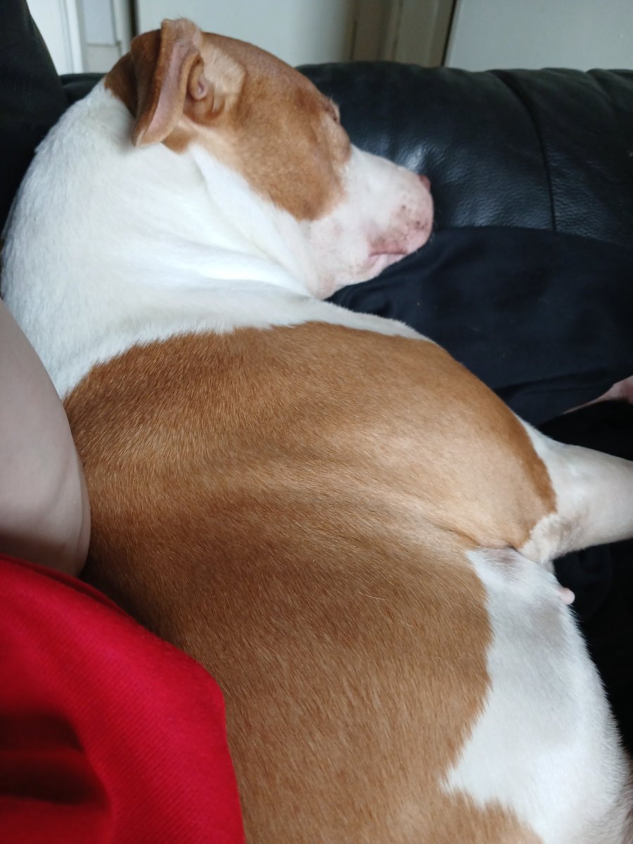 LDesesperes's tweet photo. Daisy fast asleep on my sofa #Dugs https://t.co/9hLRhYLIGG