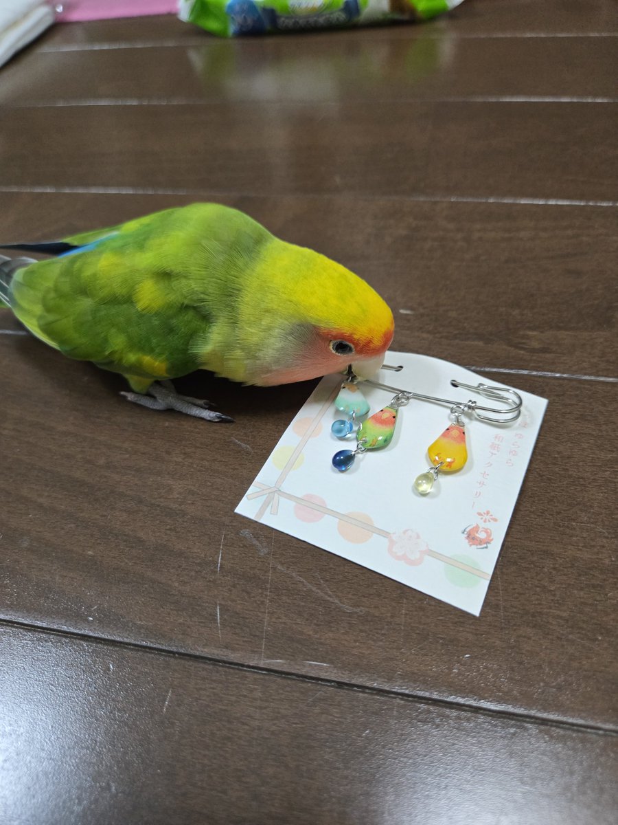teetreepon's tweet photo. お留守番バード、八つ当たり… https://t.co/s7WGJgyp45