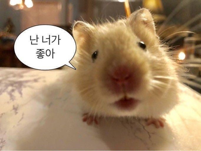 muudukk's tweet photo. #마음찍은트친과아무것도하지않지만그저서로를뮤트하지않았음을확인하며8월도행복하시길바라기 https://t.co/TOAHiunic6
